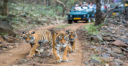 Jungle Camping Tour Packages
