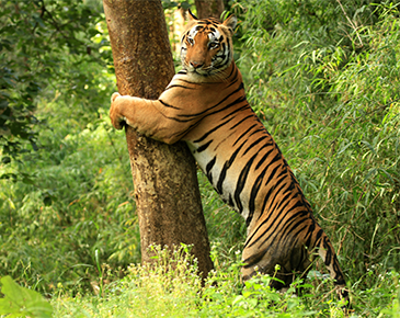 Ranthambore Blog