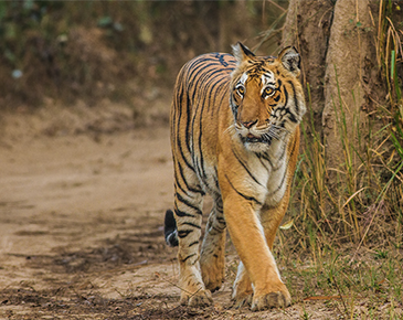 Ranthambhore National Park 