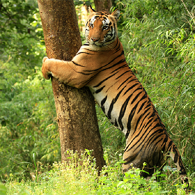 Kanha 365 290